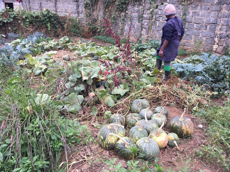 Our pumpkin harvest from our garden at Agatha Amani House.