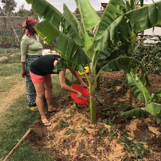 One of our volunteers tending to one of AAH's first banana plants.