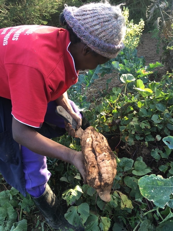 Sweet potatoes grown in our garden at Agatha Amani House.